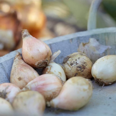 100ct Allium Blend Bulbs - Van Zyverden 6 100ct Allium Blend Bulbs - Van Zyverden - Image 4