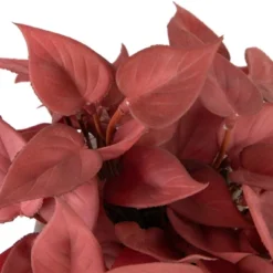 Northlight Real Touch™ Brick Red Artificial Peperomia Plant In Square Lattice Designed Pot - 7 " 13 Northlight Real Touch™ Brick Red Artificial Peperomia Plant In Square Lattice Designed Pot - 7 " -Artificial Plant Store GUEST 70def9b5 7523 4339 9c8e 8910be785f4f