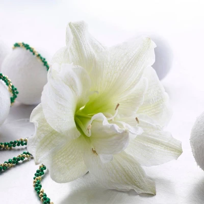 Van Zyverden Amaryllis White Nymph Flower Bulb With Chalk Metal Cachepot 3 Van Zyverden Amaryllis White Nymph Flower Bulb With Chalk Metal Cachepot