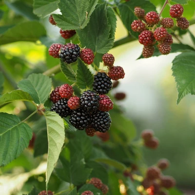 1pc Blackberry Natchez - National Plant Network 3 1pc Blackberry Natchez - National Plant Network