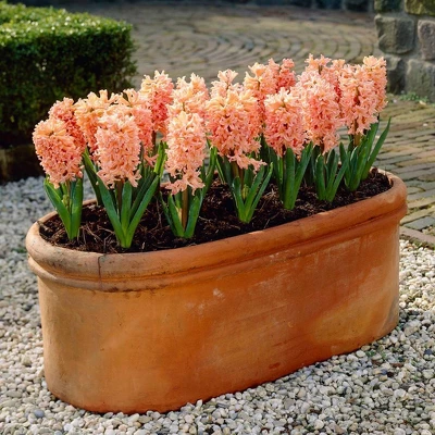 10ct Hyacinths Gipsy Queen Orange Bulbs - Van Zyverden 4 10ct Hyacinths Gipsy Queen Orange Bulbs - Van Zyverden - Image 2