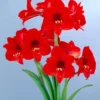 Van Zyverden Multi Amaryllis Red Flower Bulb 2 Van Zyverden Multi Amaryllis Red Flower Bulb -Artificial Plant Store GUEST 737e6c35 c24c 4495 a0d3 18ed7ec63521