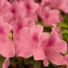 Encore 1pc Azalea Autumn Debutante - National Plant Network -Artificial Plant Store GUEST 73ba17ef cb11 4950 92e0 1bbf02930b74
