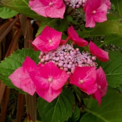 National Plant Network Live Outdoor 4" Cherry Explosion Hydrangea Plants - 3ct 15 National Plant Network Live Outdoor 4" Cherry Explosion Hydrangea Plants - 3ct -Artificial Plant Store GUEST 743a1ad1 ae0c 4914 ada1 8232b0578cac