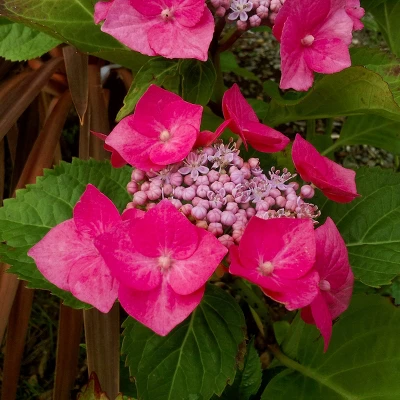 National Plant Network Live Outdoor 4" Cherry Explosion Hydrangea Plants - 3ct 7 National Plant Network Live Outdoor 4" Cherry Explosion Hydrangea Plants - 3ct - Image 5