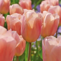 Van Zyverden 12ct Bulbs Tulips Apricot Beauty -Artificial Plant Store GUEST 74816d43 481f 4fcf 8a50 0869b16ab5d8
