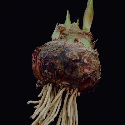 Van Zyverden Amaryllis Red Popov Flower Bulb With Artisan Decorative Planter 5 Van Zyverden Amaryllis Red Popov Flower Bulb With Artisan Decorative Planter - Image 3