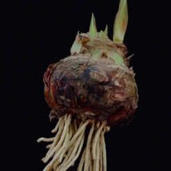 Van Zyverden Amaryllis White/Pink Impatient Flower Bulb 10 Van Zyverden Amaryllis White/Pink Impatient Flower Bulb -Artificial Plant Store GUEST 7580982a c45e 49ec bd7b d08b77e0a4e1 8