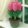 Van Zyverden 5ct Bulbs Hyacinth Indoor Forcing Pink Pearl Flower Bulb Set 1 Van Zyverden 5ct Bulbs Hyacinth Indoor Forcing Pink Pearl Flower Bulb Set -Artificial Plant Store GUEST 76490895 a5ba 4d97 a7ff 1987d365671f