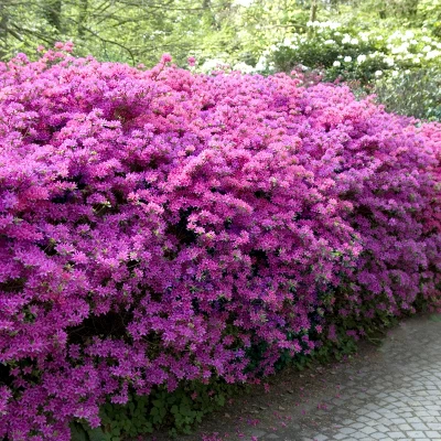 Encore Azalea Autumn 'Lilac' 3gal U.S.D.A. Hardiness Zones 6-10 - 1pc - National Plant Network 3 Encore Azalea Autumn 'Lilac' 3gal U.S.D.A. Hardiness Zones 6-10 - 1pc - National Plant Network