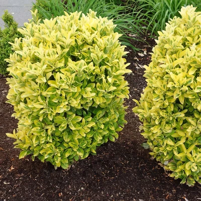 National Plant Network Outdoor Live Golden Euonymus Plant - 1ct 2.25gal 8 National Plant Network Outdoor Live Golden Euonymus Plant - 1ct 2.25gal - Image 6