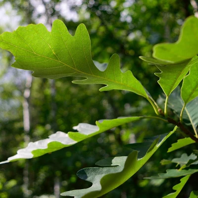 2.25gal Bur Oak Tree - National Plant Network: Hardy Outdoor Live Shrub, Full Sun, Zone 3-8 6 2.25gal Bur Oak Tree - National Plant Network: Hardy Outdoor Live Shrub, Full Sun, Zone 3-8 - Image 4