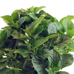 National Plant Network Live Outdoor 4" Cherry Explosion Hydrangea Plants - 3ct 17 National Plant Network Live Outdoor 4" Cherry Explosion Hydrangea Plants - 3ct -Artificial Plant Store GUEST 7928b0db 2eb8 42f1 85f0 563ba87fb6fe