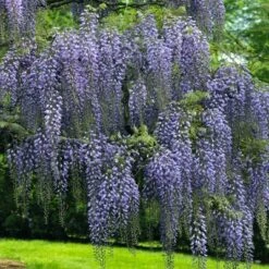 National Plant Network Live Outdoor Wisteria Plant - 1ct 1gal 16 National Plant Network Live Outdoor Wisteria Plant - 1ct 1gal -Artificial Plant Store GUEST 79a9ce3c 2e49 4104 9a50 3017f129b285