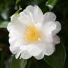 2.5qt Mine No Yuki Camellia Sasanqua Plant With White Blooms - National Plant Network -Artificial Plant Store GUEST 7a0f9c14 4251 4663 a5d3 83e4fb5baa9f