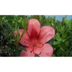 2.25gal Macrantha Orange Azalea Plant With Pink/Orange Blooms - National Plant Network: Perennial Shrub For Partial Shade -Artificial Plant Store GUEST 7a7abdac f4eb 4577 b769 7820e28b6b95
