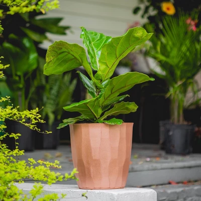 10" Fiddle Leaf Fig Plant - National Plant Network 5 10" Fiddle Leaf Fig Plant - National Plant Network - Image 3
