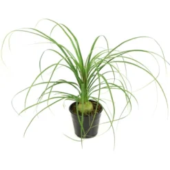 National Plant Network Live Indoor 6" Ponytail Palm Plant 22 National Plant Network Live Indoor 6" Ponytail Palm Plant -Artificial Plant Store GUEST 7b0fc761 e2ab 43b8 926e 0bda8a2bb3b8
