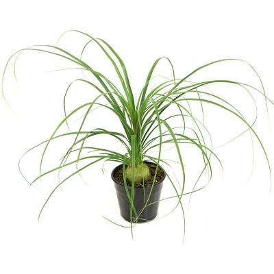 National Plant Network Live Indoor 6" Ponytail Palm Plant 12 National Plant Network Live Indoor 6" Ponytail Palm Plant - Image 10
