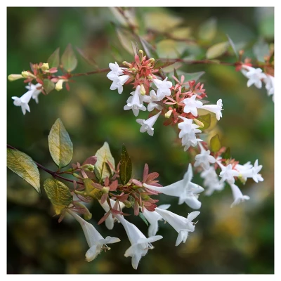 Abelia 'Francis Mason' 1pc - National Plant Network U.S.D.A Hardiness Zone 6-9 - 2.25 Gallon 5 Abelia 'Francis Mason' 1pc - National Plant Network U.S.D.A Hardiness Zone 6-9 - 2.25 Gallon - Image 3
