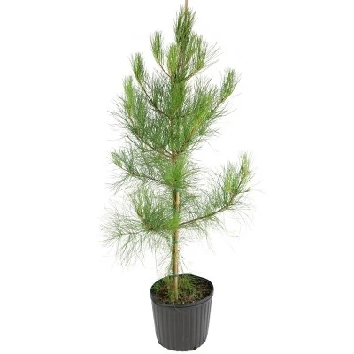 2.25gal Loblolly Pine Tree - National Plant Network 4 2.25gal Loblolly Pine Tree - National Plant Network - Image 2