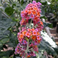Buddleia Bi-Color - National Plant Network -Artificial Plant Store GUEST 7dc4d6e7 c343 4266 bff0 c95660778a61