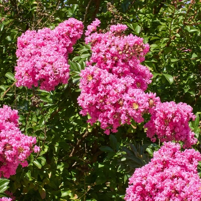 National Plant Network Pocomoke Dwarf Crepe Myrtle - 3gal 9 National Plant Network Pocomoke Dwarf Crepe Myrtle - 3gal - Image 7