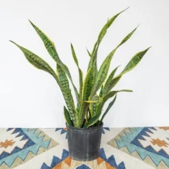 2Gal Snake Plant 'Laurentii' Sansaveria Plant In 10" Grower's Pot - National Plant Network 5 2Gal Snake Plant 'Laurentii' Sansaveria Plant In 10" Grower's Pot - National Plant Network -Artificial Plant Store GUEST 7f9afcd7 c7a7 4ba9 ab52 68ba28d6f953