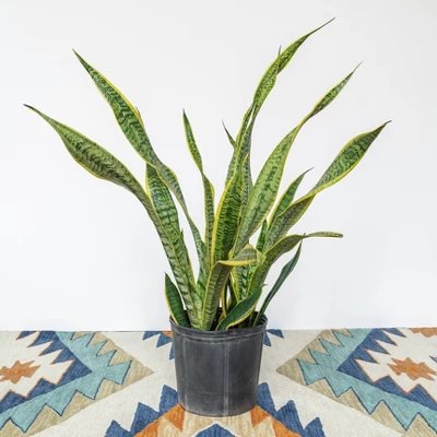 2Gal Snake Plant 'Laurentii' Sansaveria Plant In 10" Grower's Pot - National Plant Network 4 2Gal Snake Plant 'Laurentii' Sansaveria Plant In 10" Grower's Pot - National Plant Network - Image 2