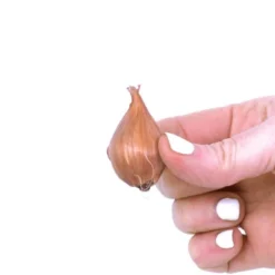 25ct Dutch Iris Blue Ribbon Bulbs - Van Zyverden 8 25ct Dutch Iris Blue Ribbon Bulbs - Van Zyverden -Artificial Plant Store GUEST 7fc8e75a 04a9 4a9a 9684 020c159f42eb