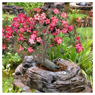 Desert Rose' 1pc - National Plant Network - Indoor Plant Or U.S.D.A. Hardiness Zones 10 - 11 4 Desert Rose' 1pc - National Plant Network - Indoor Plant Or U.S.D.A. Hardiness Zones 10 - 11 - Image 2