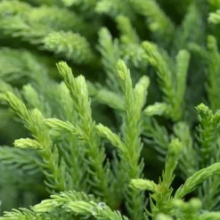 National Plant Network Live Outdoor Globosa Nana Cryptomeria Plant - 1ct 2gal 14 National Plant Network Live Outdoor Globosa Nana Cryptomeria Plant - 1ct 2gal -Artificial Plant Store GUEST 807e809c 5de6 47f1 8641 22f403a9656d