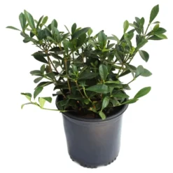 Gardenia 'Frostproof' 1pc - National Plant Network U.S.D.A Hardiness Zone 7-11