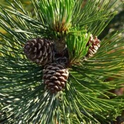 2.25gal Loblolly Pine Tree - National Plant Network 9 2.25gal Loblolly Pine Tree - National Plant Network -Artificial Plant Store GUEST 818f754a 0604 4d1e 8353 30f2e40da235