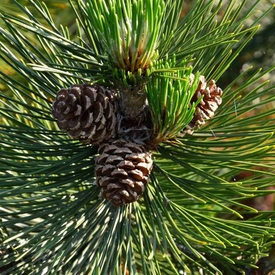 2.25gal Loblolly Pine Tree - National Plant Network 6 2.25gal Loblolly Pine Tree - National Plant Network - Image 4