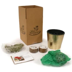 Amaryllis Kit White Bulb With Iron Brass Fluted Planter - Van Zyverden -Artificial Plant Store GUEST 8237be2b a7a5 4a9c afd1 1c00e129b095