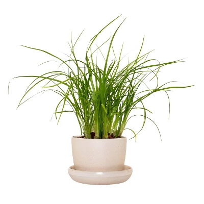 Ponytail Palm In 3" Planter - National Plant Network 8 Ponytail Palm In 3" Planter - National Plant Network - Image 6