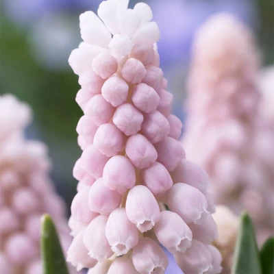 10ct Grape Hyacinths Pink Sunrise Bulbs - Van Zyverden 3 10ct Grape Hyacinths Pink Sunrise Bulbs - Van Zyverden