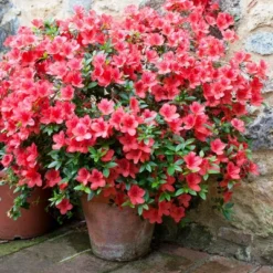 Azalea 'Amagasa' U.S.D.A. Hardiness Zones 7-9 - 1pc - Cottage Hill