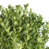 2.25gal Hoogendorn Holly Plant - National Plant Network 1 2.25gal Hoogendorn Holly Plant - National Plant Network -Artificial Plant Store GUEST 8458a565 847e 4ecf a119 6245b3c6ddc8