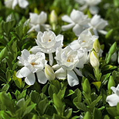 National Plant Network Live Outdoor Frostproof Gardenia Plant - 1ct 1gal 8 National Plant Network Live Outdoor Frostproof Gardenia Plant - 1ct 1gal - Image 6