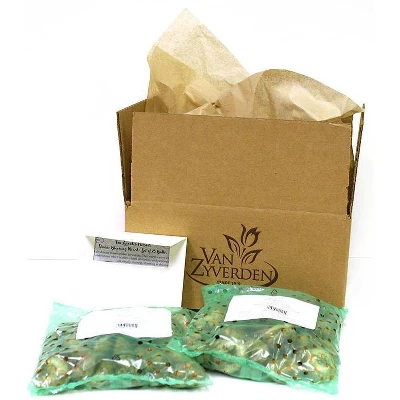 50ct Wind Flowers Anemone Blanda Mixed Bulbs - Van Zyverden 4 50ct Wind Flowers Anemone Blanda Mixed Bulbs - Van Zyverden - Image 2