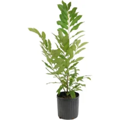 2.25gal Chinese Chestnut Tree - National Plant Network -Artificial Plant Store GUEST 84cb585d b018 40d0 afbd f05294d15fb2