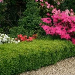 National Plant Network Outdoor Live Wintergreen Boxwood Plant - 1ct 1gal 12 National Plant Network Outdoor Live Wintergreen Boxwood Plant - 1ct 1gal -Artificial Plant Store GUEST 859a51c9 cc28 4bb5 bb2e 386c33889961