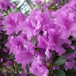 2.25gal Elsie Lee Azalea Plant With Purple Blooms - National Plant Network