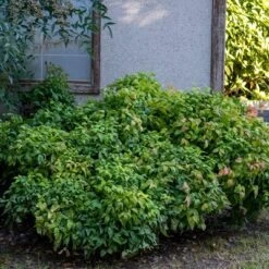 National Plant Network Outdoor Live Gulf Stream Nandina Plant - 1ct 1gal -Artificial Plant Store GUEST 872f3933 2db6 42e0 81b0 5f14672f1343