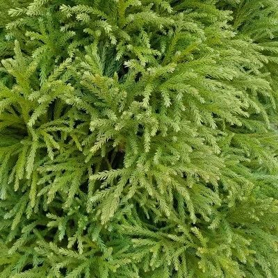 Cryptomeria 'Globosa Nana' 1pc U.S.D.A. Hardiness Zones 5-8 National Plant Network 2.25gal 3 Cryptomeria 'Globosa Nana' 1pc U.S.D.A. Hardiness Zones 5-8 National Plant Network 2.25gal