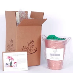 Van Zyverden Amaryllis Red Popov Flower Bulb With Artisan Decorative Planter 9 Van Zyverden Amaryllis Red Popov Flower Bulb With Artisan Decorative Planter -Artificial Plant Store GUEST 88850e9d 516b 40d0 9415 49799eb90ad0