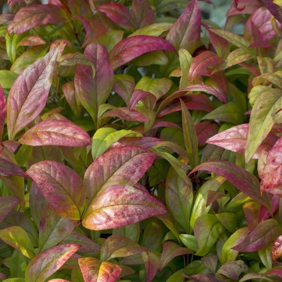 National Plant Network Outdoor Live Fire Power Nandina Plant - 1ct 1gal 8 National Plant Network Outdoor Live Fire Power Nandina Plant - 1ct 1gal - Image 6
