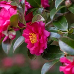 Artificial Plant Store -Artificial Plant Store GUEST 8903daa5 b08a 4533 8c3a 9aeaf514c36c